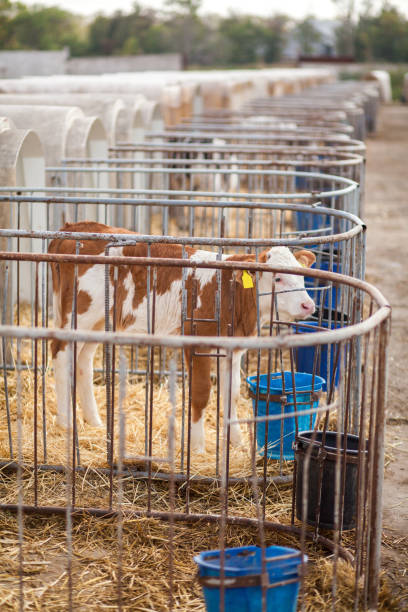 istock A calf in a pen on a dairy farm. 1449337657