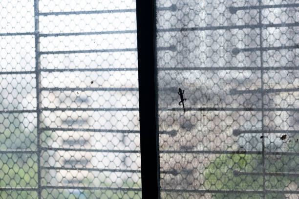 istock Silhouette of a house lizard 1449339286
