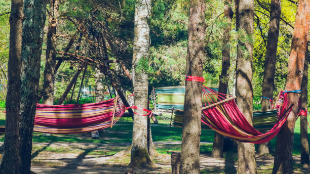 istock Hammocks strung between the trees in the forest. Place for relax. 1449340821