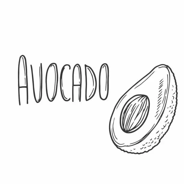 Vector illustration of Avocado vector hand drawn lettering with avocado illustration