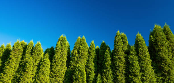 istock Green thujas. Blue sky. Sunny day. Bottom view. 1449341499