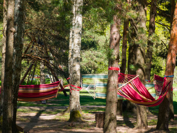 istock Hammocks strung between the trees in the forest. Place for relax. 1449341645