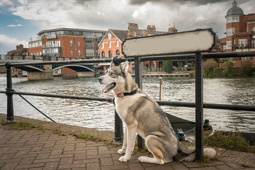 Siberian Husky sat by the river with blank whitespace name plate that can be edited