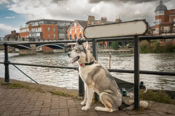 Siberian Husky sat by the river with blank whitespace name plate that can be edited