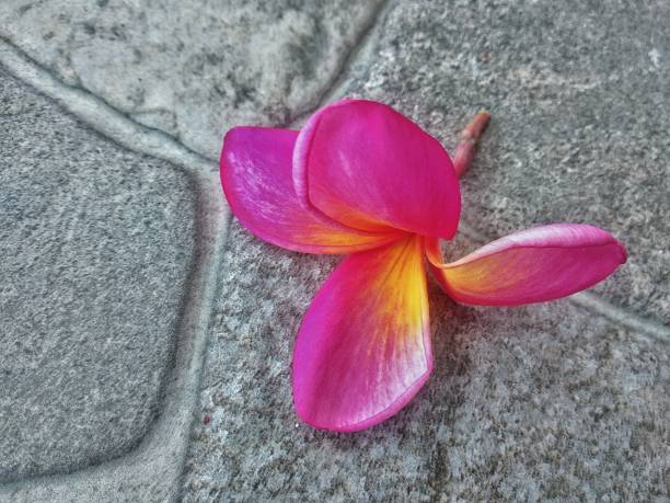 istock Close-up frangipani flowers blossom on floor 1449348514