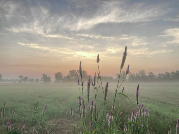 istock Rising sun, light fog, in winter 1449349129