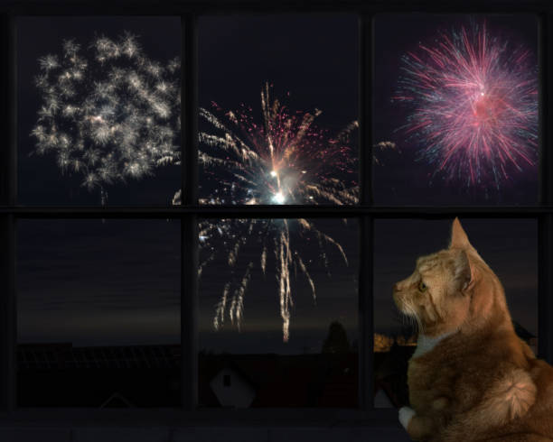 istock Cat looks out the window and watching the fireworks 1449349237