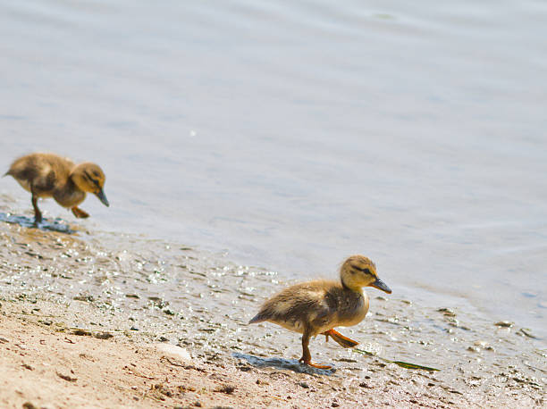 Ducklings spaceru na plaży – zdjęcie