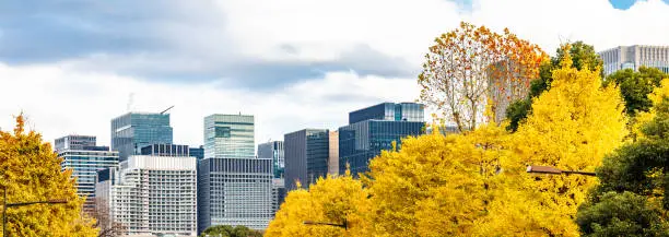 Buildings in Tokyo and brightly colored ginkgo trees