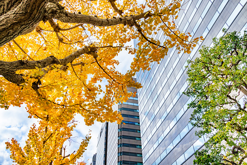 Buildings in Tokyo and brightly colored ginkgo trees