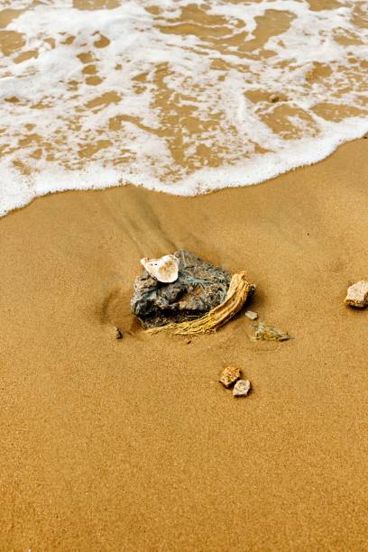 istock Sea shell on the shore with white bubbling waves 1449354634