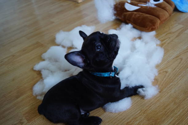 istock Puppy dog making a mess while playing with a pillow stock photo 1449355236