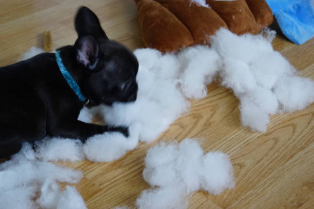 istock Puppy dog making a mess while playing with a pillow stock photo 1449355263