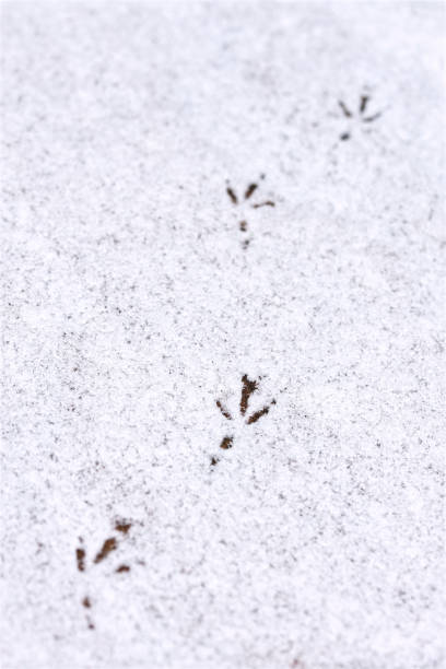 Footprints of bird in snow shallow depth of field stock photo