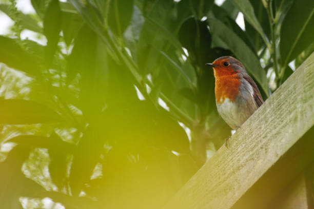 Robin bird perched on fence in blur of green leaves stock photo