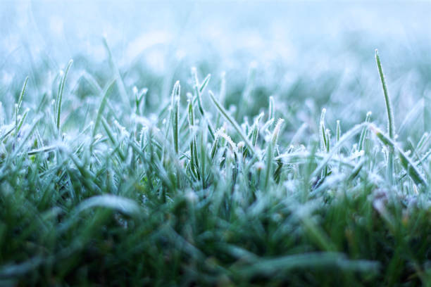 Frost on grass close up blurs into background stock photo