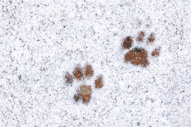 Cat paw prints in light settled snow stock photo