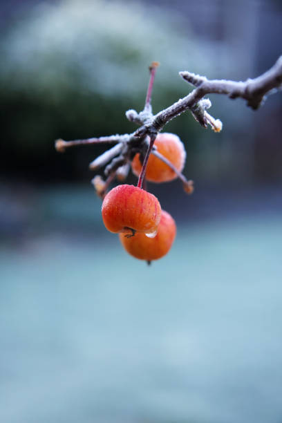 Crab apples on tree in winter frost stock photo