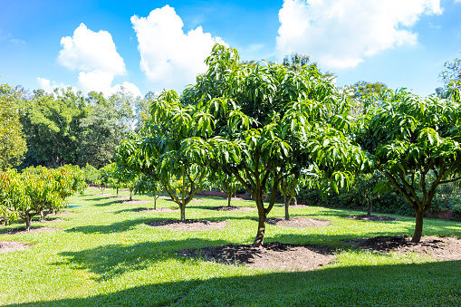 Mango tree in tropical fruite garden in north of Thailand, agriculture concept, outdoor day light