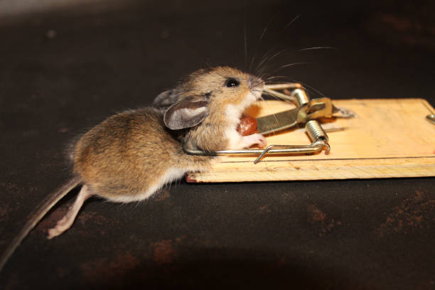 Mouse Switching Off An Electric Mousetrap Stock Photo - Download Image Now  - Mousetrap, Mouse - Animal, Pest Control Equipment - iStock