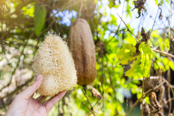 zucche di spugna di luffa con luffa secca - luffa prodotto per ligiene personale foto e immagini stock