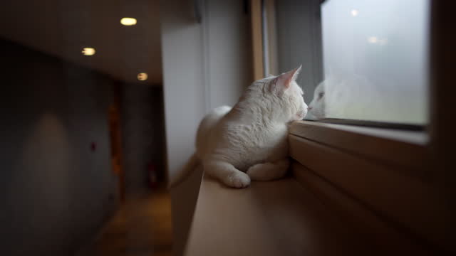 White cat lying on window sill and looking through window