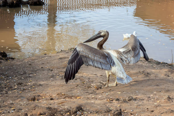 Brown pelican posing on the shore spread its wings