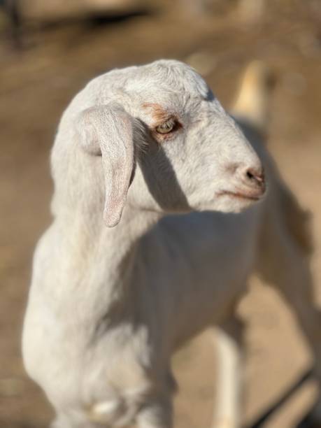 istock goat on a meadow free to downloads 1449359518