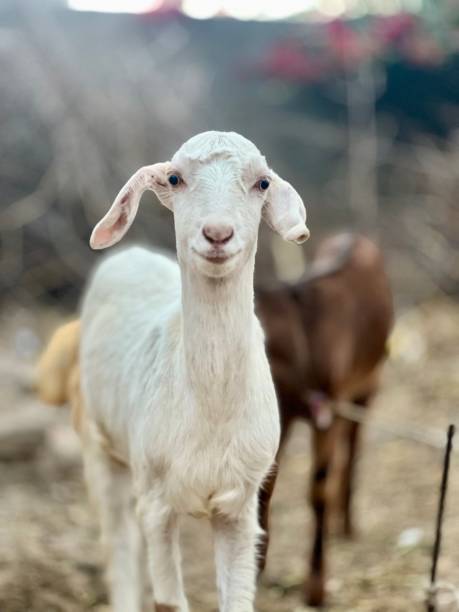 istock goat on a meadow free to downloads 1449359799
