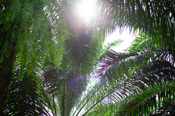 istock Khao Sok Nation Park 1449360331