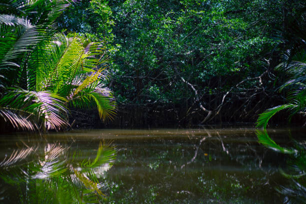 istock Khao Sok Nation Park 1449360571