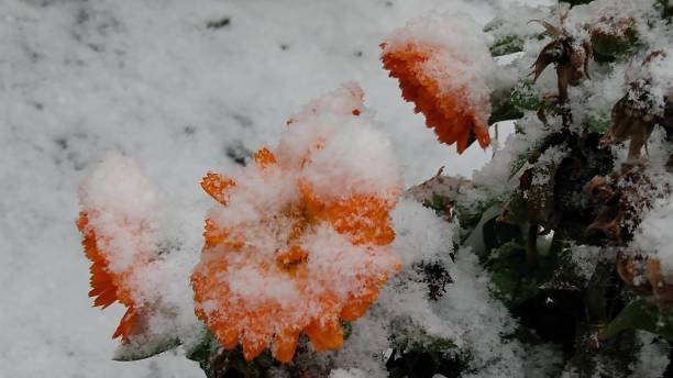 istock Colorful flowers under the first snow 1449361262