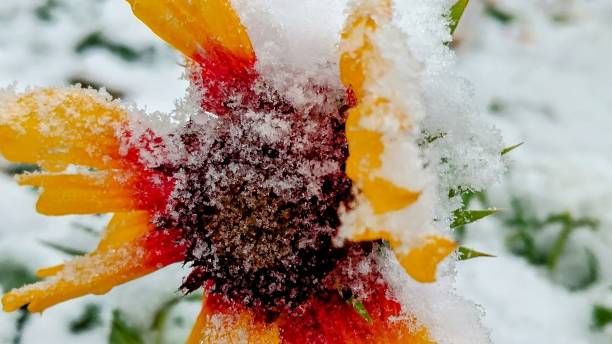 Colorful flowers under the first snow stock photo