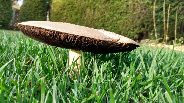 Mushroom Agaricus campestris stock photo
