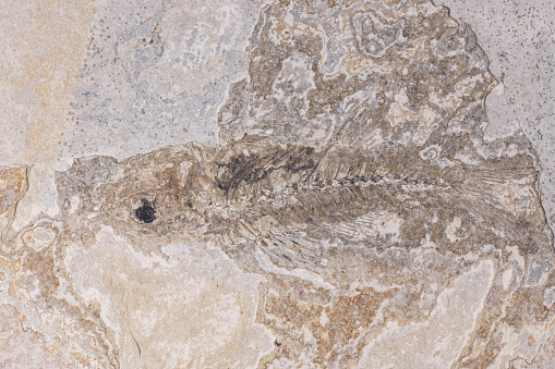 The fossil of a fish in grey slated stone