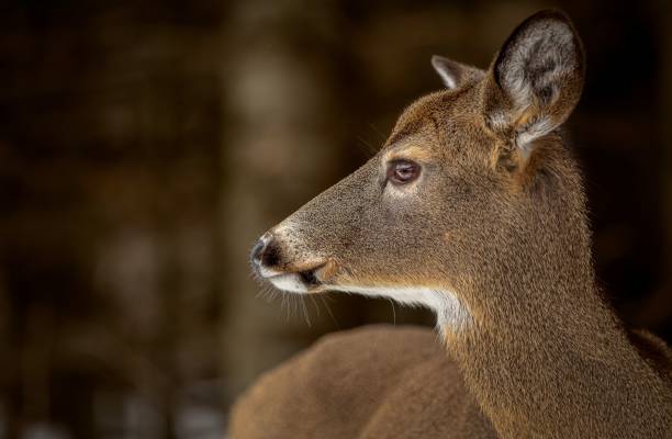 istock Closeup shot of white-tailed deer (odocoileus virginianus) head 1449366026
