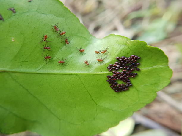 istock SPINED FRUIT BUG (Rhynchocoris poseidon) and their larvae injure on citrus in Viet Nam. 1449366468