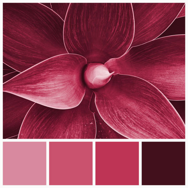 color palette of agave plants colored by viva magenta tone 2023. trendy pink and magenta swatches of similar colours. - viva magenta 個照片及圖片檔