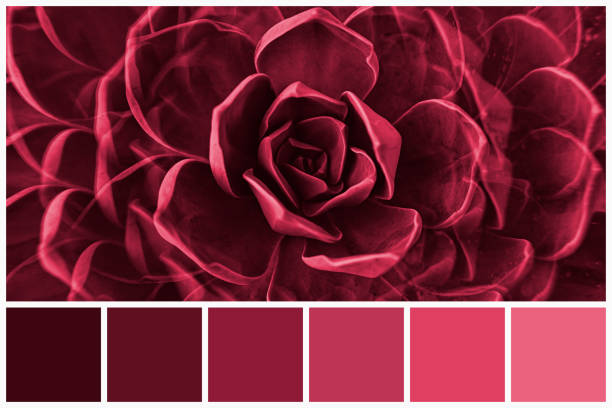 다육 식물의 색상 팔레트는 비바 마젠타 톤 2023으로 채색되었습니다. 비슷한 색상의 트렌디한 핑크와 마젠타 색상 견본. - viva magenta 뉴스 사진 이미지
