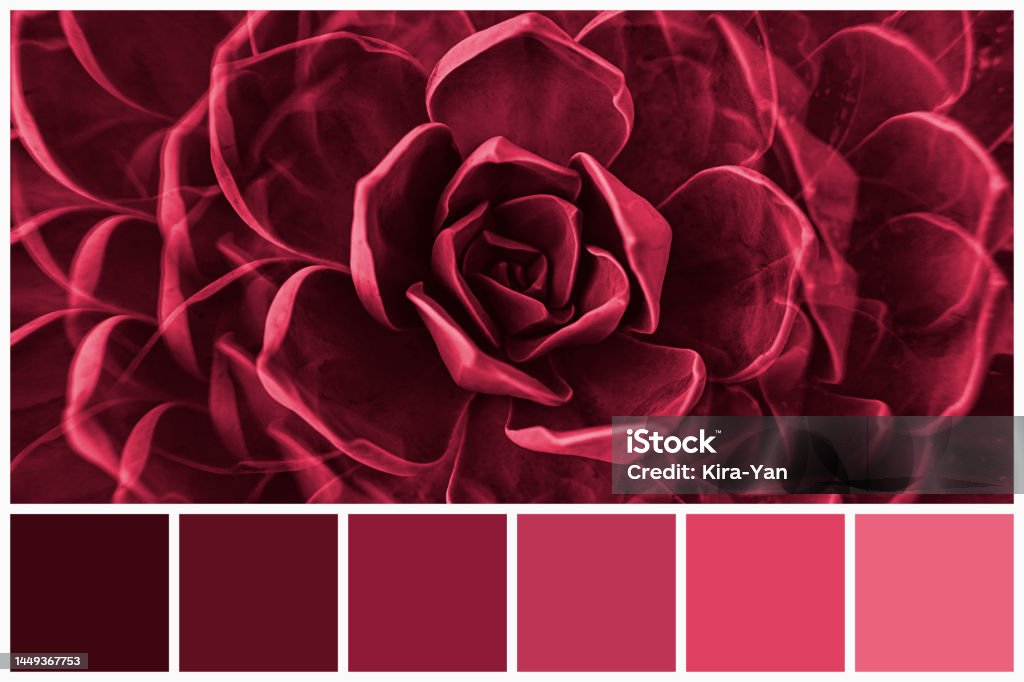 Color palette of succulent plants colored by Viva Magenta tone 2023. Trendy pink and magenta swatches of similar colours. Color palette of succulent plants colored by Viva Magenta tone 2023. Trendy pink and magenta swatches of similar colours 2023 Stock Photo