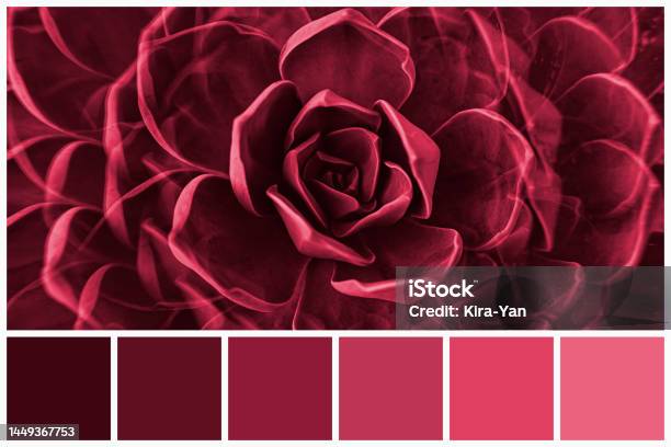 Color Palette Of Succulent Plants Colored By Viva Magenta Tone 2023 Trendy Pink And Magenta Swatches Of Similar Colours Stock Photo - Download Image Now