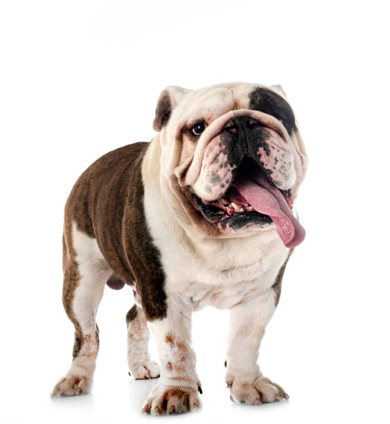 istock english bulldog in studio 1449369316