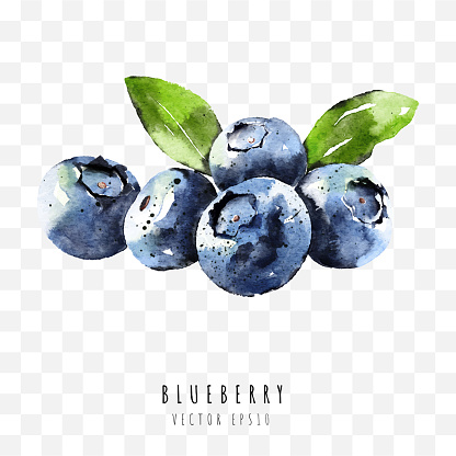 blueberry hand drawn watercolor painting isolated on white background,  Vector illustration