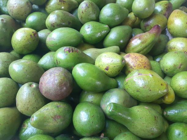istock Lots of Avocado fruits 1449370569