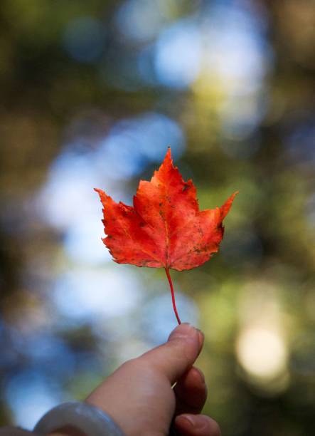 istock Vertical closeup of a hand holding an autumn maple leaf. 1449370980