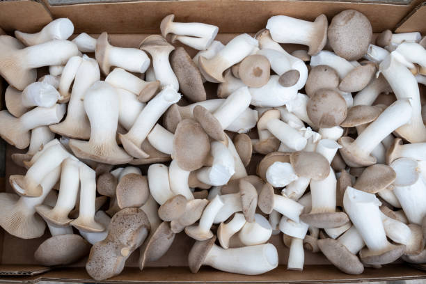 istock Forest mushrooms, growing in a habitat 1449371298