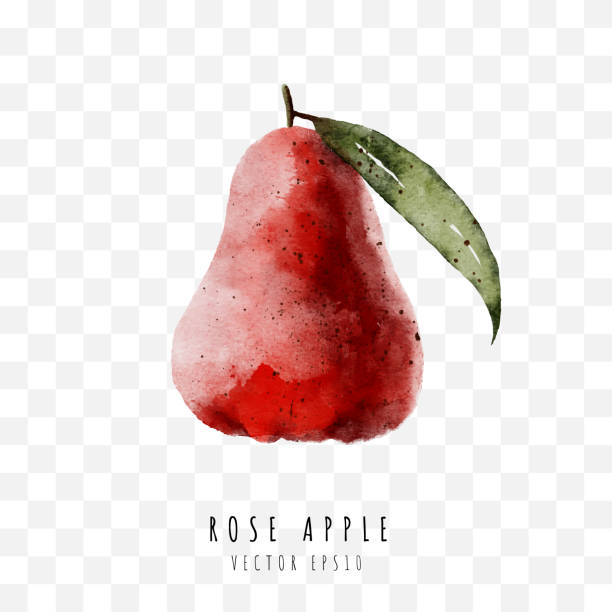 Rose apple hand drawn watercolor painting isolated on white background,  Vector illustration Rose apple hand drawn watercolor painting isolated on white background,  Vector illustration water apple stock illustrations