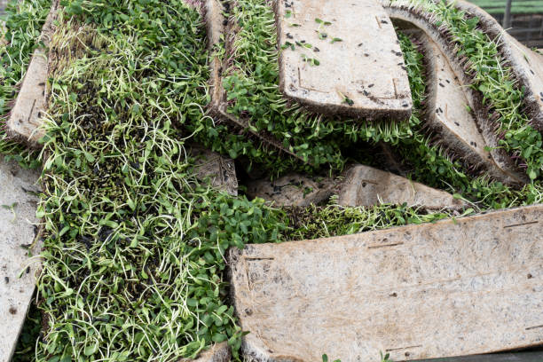istock Sunflower sprout surfaces for destruction due to pests 1449371396