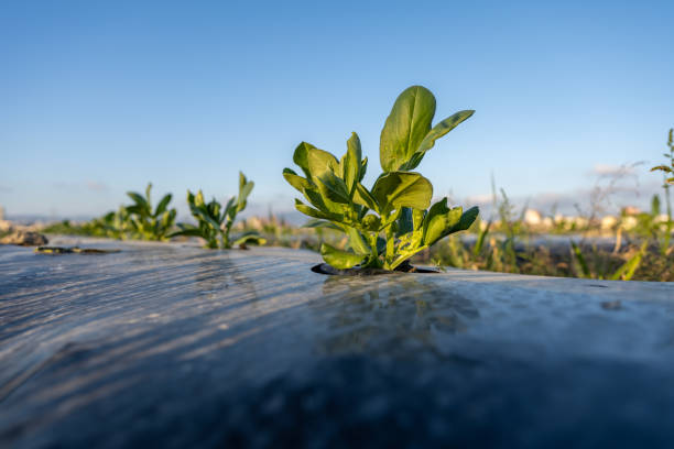 istock Vegetable seedlings in organic vegetable farmland 1449371609