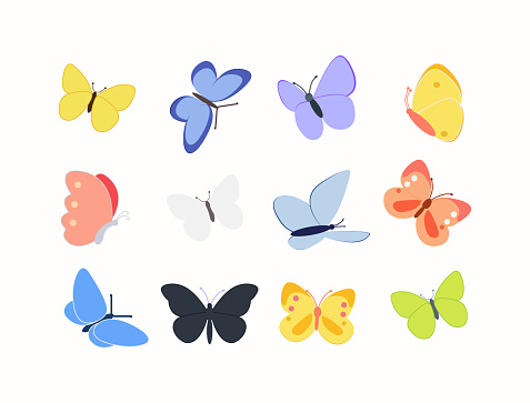 Colorful tropical butterfly decorative elements on white for design.